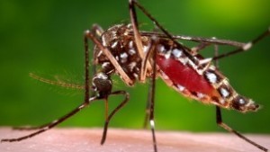Zika virus sparks 'public health emergency'