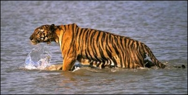 tijger doodt