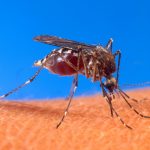 01-Weer veel denguebesmettingen