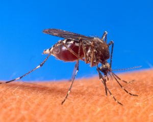 01-Weer veel denguebesmettingen